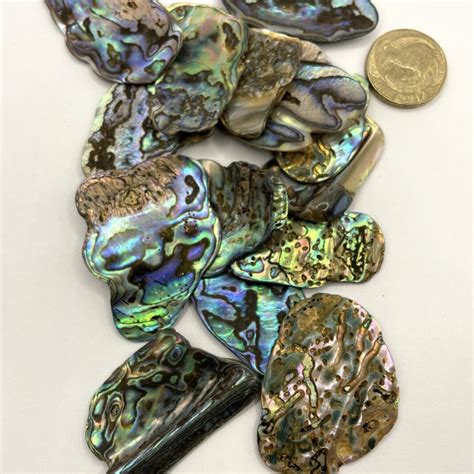 High Quality NZ Abalone Paua Shell Tumbled Pieces Medium 25 To 40 Mm