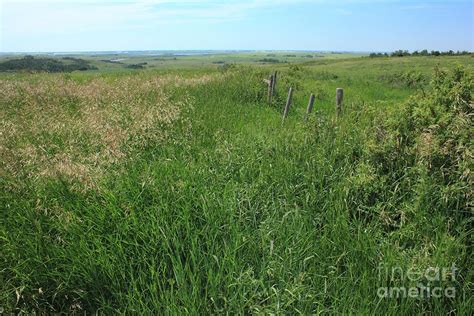 Alberta Prairie Grass Photograph By Jim Sauchyn Fine Art America