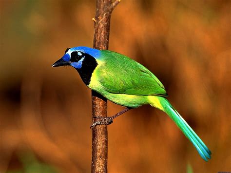 Bird, Green Jay, Animals wallpaper 🔥 Free TOP wallpapers