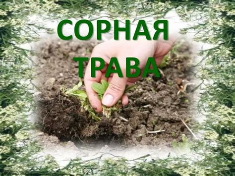 PPT - СОРНАЯ ТРАВА PowerPoint Presentation, free download - ID:4937062