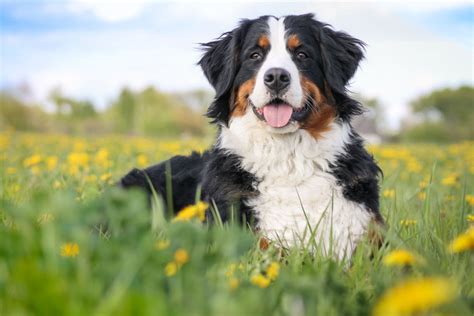 Bovaro Del Bernese Aspetto Carattere Educazione Prezzo Cuccioli