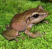 coqui frog - Wiktionary, the free dictionary