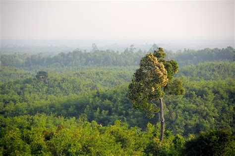 Jungle Myanmar Forest Free Photo On Pixabay Pixabay