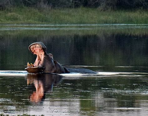 How Hippo Ended Up Living In The Okavango Delta Africa Geographic