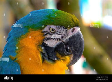 Close Up Of Blue And Gold Macaw Parrot Exotic Colorful African Macaw