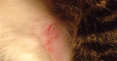 Red Rash On Cats Stomach Toxoplasmosis Images And Photos Finder