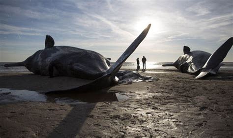 Here S A New Theory To The Mystery Of Whales Beaching On The British Coastline Nature News