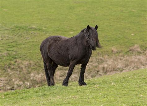 Highland Pony | PetMD