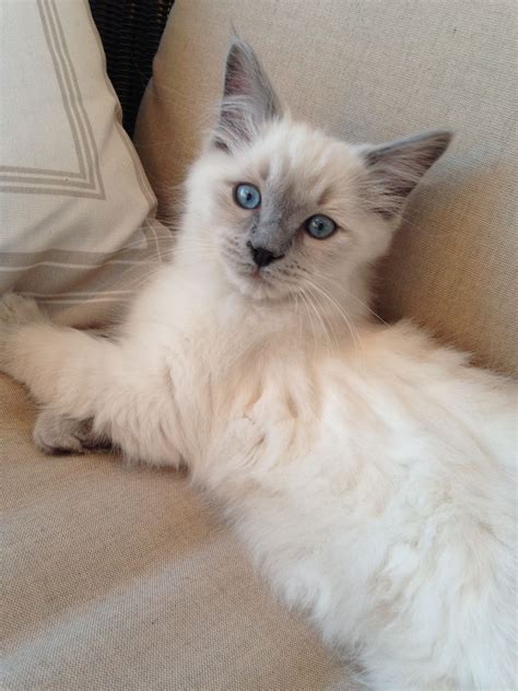 Stunning Blue Point Ragdoll Cat A Guide To Gato Ragdoll Breeds