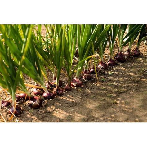 Redwing Onion F1 Hybrid 110 Days Pinetree Garden Seeds