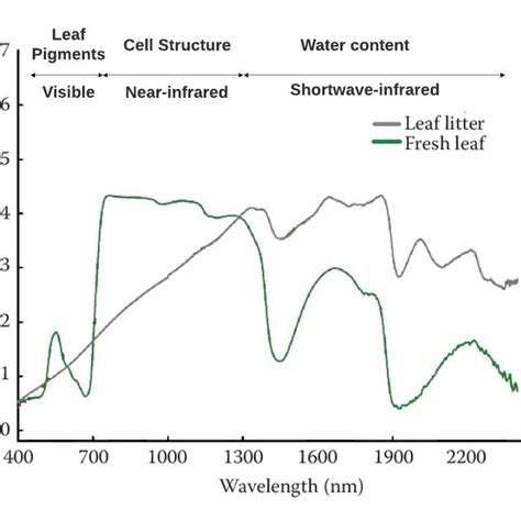 Spectral Signatures Measured In A Healthy Leaf And In Litter Three