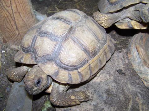 Chaco Tortoise Facts And Pictures