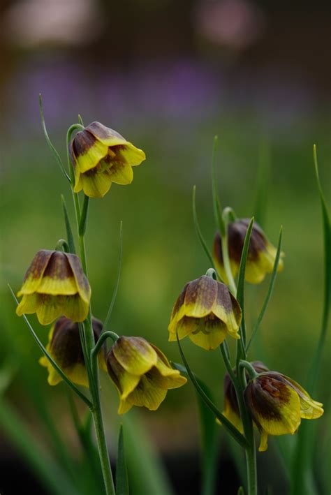 Fritillaria Pontica Bulbs For Sale Fritillaria Bulbs For Sale Illahe