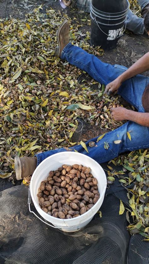 Angel Puebla On Twitter Inicia La Cosecha De Nuez En Valledeallende