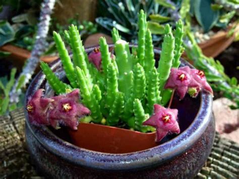 Stapelia Scitula Peque A Flor De Estrella De Mar