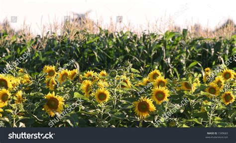 Sunflowers And Corn Stock Photo 1599683 : Shutterstock