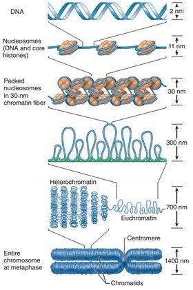 Nucleosome Structure Of Chromatin Short Notes EasyBiologyClass