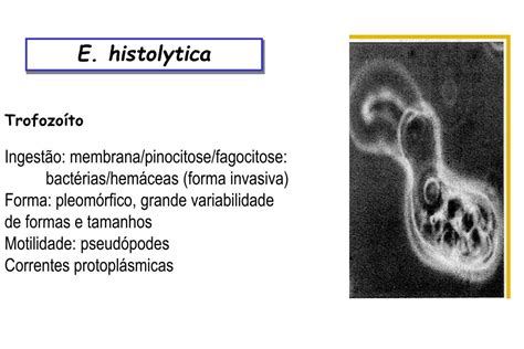 Ppt Amebíase Entamoeba Histolytica Powerpoint Presentation Free Download Id5487412