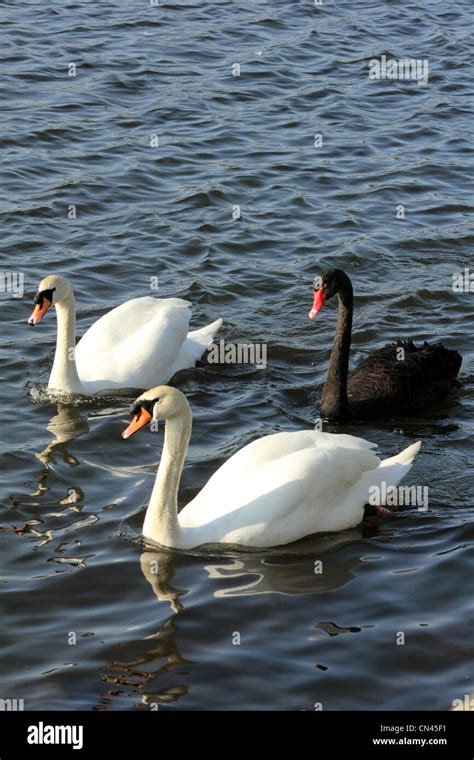 Familia de cisnes mudos fotografías e imágenes de alta resolución Alamy