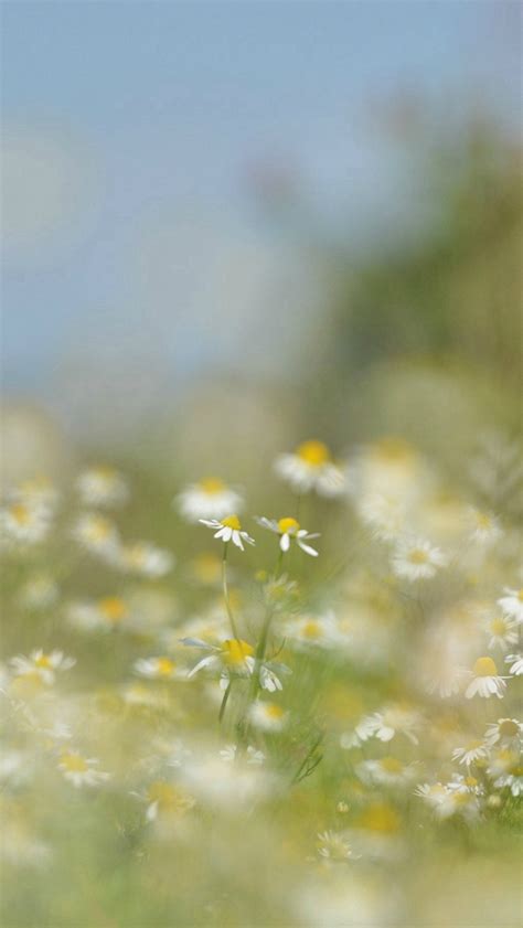 Flower Bokeh White Spring Nature Iphone Wallpapers Free Download