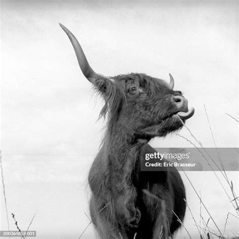 50 Highland Cow Tongue Stock Photos, High-Res Pictures, and Images ...