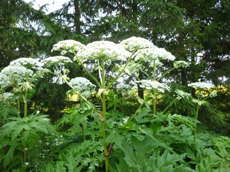 Giant Hogweed - Ontario Invasive Plant Council