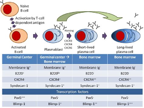 Plasma Cells Immune System