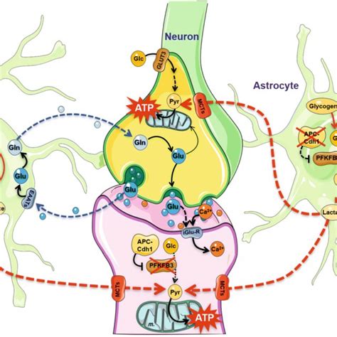 Neuron Astrocyte Metabolic And Bioenergetic Coupling Glucose Glc Download Scientific Diagram