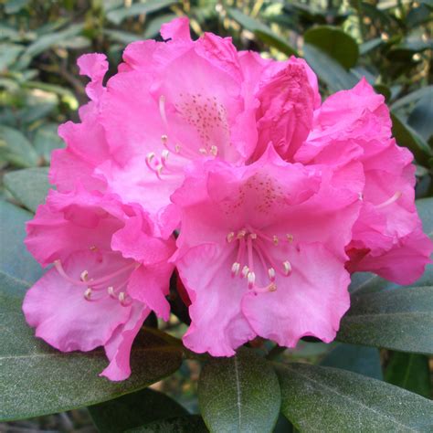 Polaris Rhododendron AGM Buy Polaris Yakushimanum Rhododendrons