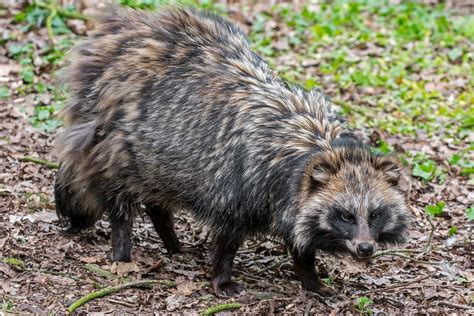 What Happens If A Dog Eats A Raccoon