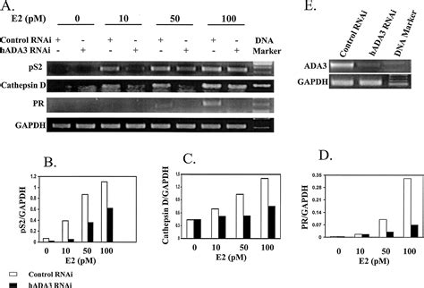 Human Ada3 Binds To Estrogen Receptor Er And Functions As A