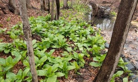 Eastern Skunk Cabbage