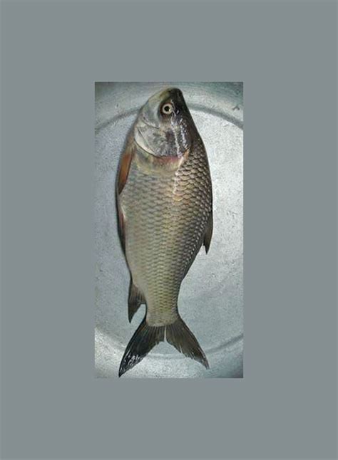 katol fish major agro