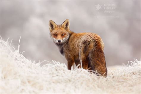 Roeselien Raimond Nature Photography Specialised In Fox Photography