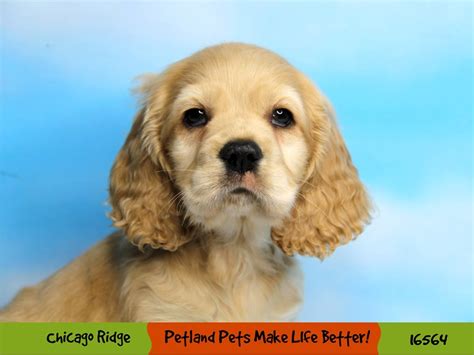 Cocker Spaniel-DOG-Male-Buff-3325831-Petland Pets & Puppies Chicago Illinois