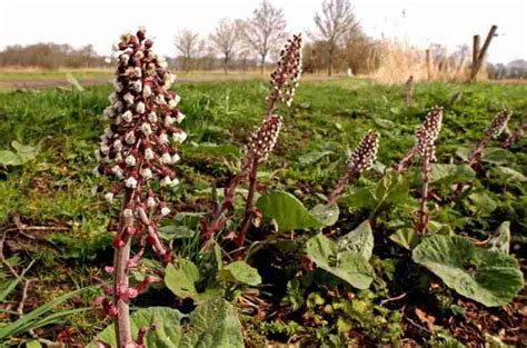 Farfaraccio Petasites hibridus Caratteristiche e proprietà