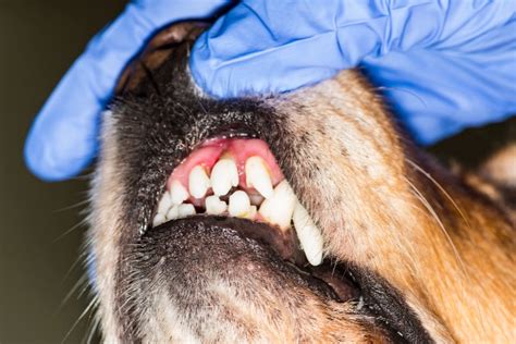 Senior Dog Tooth Extraction: What to Expect - Dr. Buzby's ToeGrips for Dogs