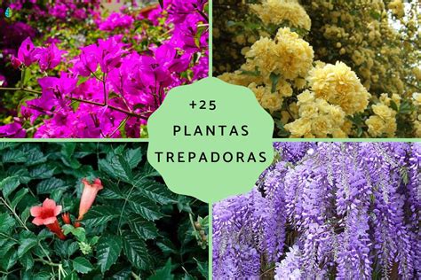 Plantas Trepadoras Con Flores Para Muros Informacionpublica Svet Gob Gt