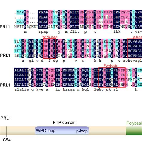 Structural Characteristics Of Prls A Multiple Sequence Alignments Of