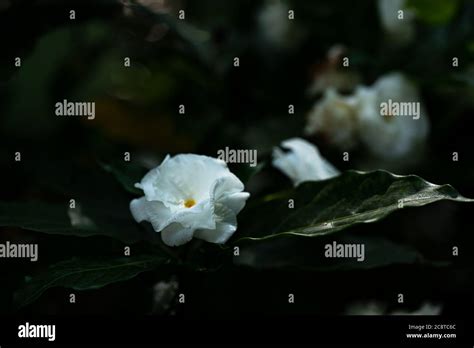 Gardenia Jasminoides White Big Flower And Green Leaf Stock Photo Alamy