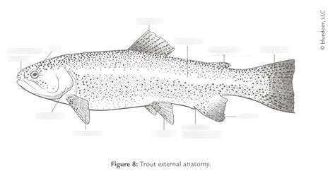 Trout External Anatomy Diagram Quizlet