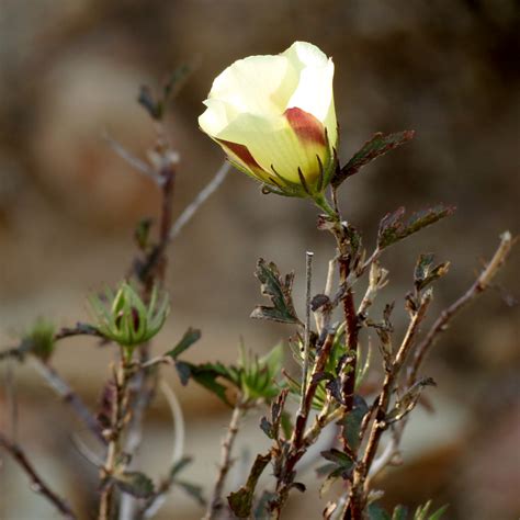 Desert Rosemallow Hibiscus Coulteri King Canyon Trail Tu Flickr