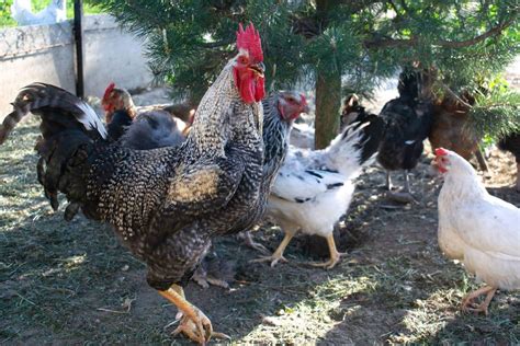 Mes Poules Peuvent Elles Mourir De Froid