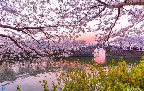 无锡鼋头渚樱花节来了 凤凰网旅游这份独家赏樱攻略务必收藏！凤凰网