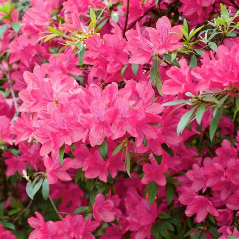 National Plant Network 25 Qt Azalea Poukhanense Compacta Flowering