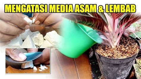 Mengatasi Media Aglaonema Asam Lembab Youtube