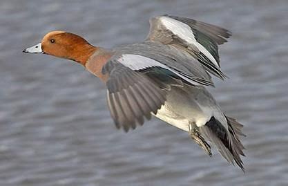 Eurasian Wigeon male | Arte antica greca, Arte, Arte antico