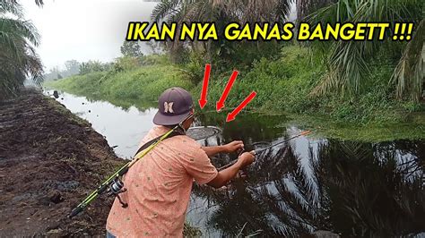 Baru Kali Ini Mancing Dikasih Strike Ikan Gabus Terus Terusan Youtube