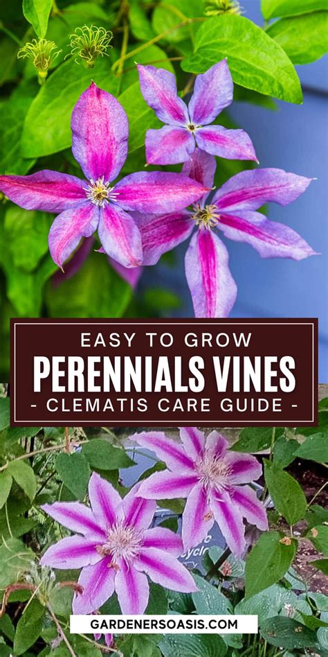 Clematis Vine Care Planting Growing And Pruning Tips Artofit