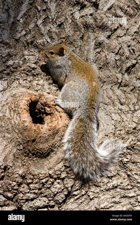 Gray Squirrel Nest